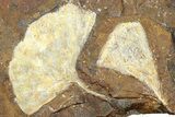 Two Fossil Ginkgo Leaves From North Dakota - Paleocene #262267-1